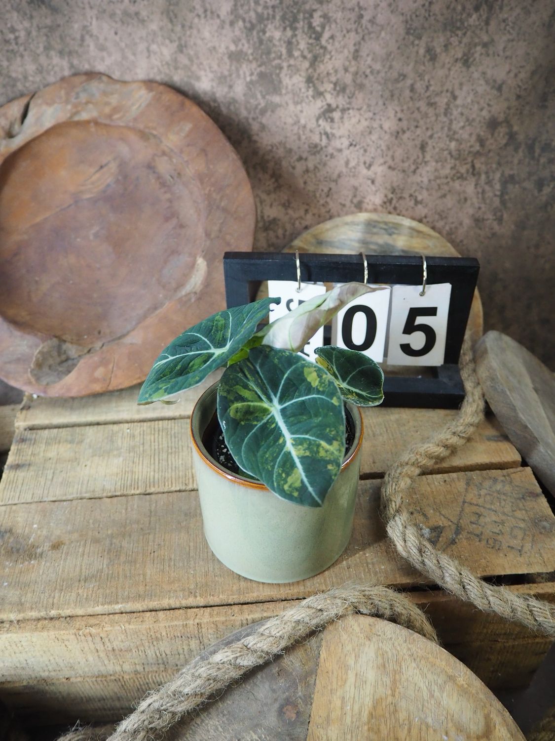 Alocasia Black Velvet Gold Variegata #5