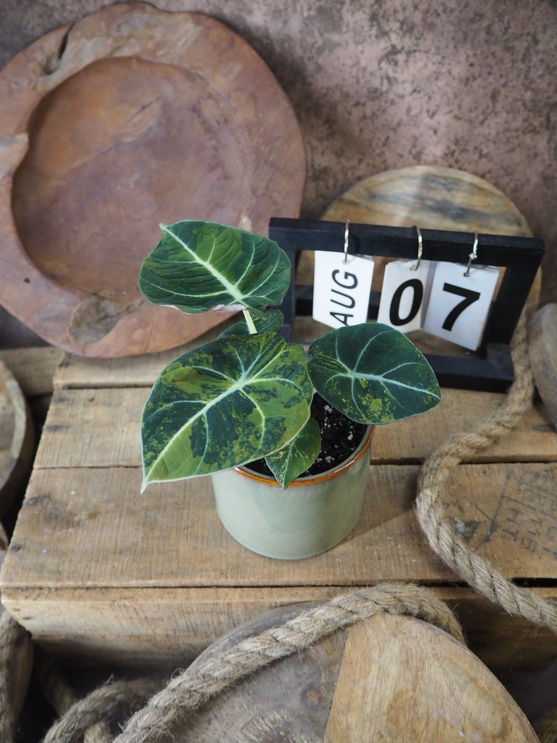 Alocasia Black Velvet Gold Variegata #7