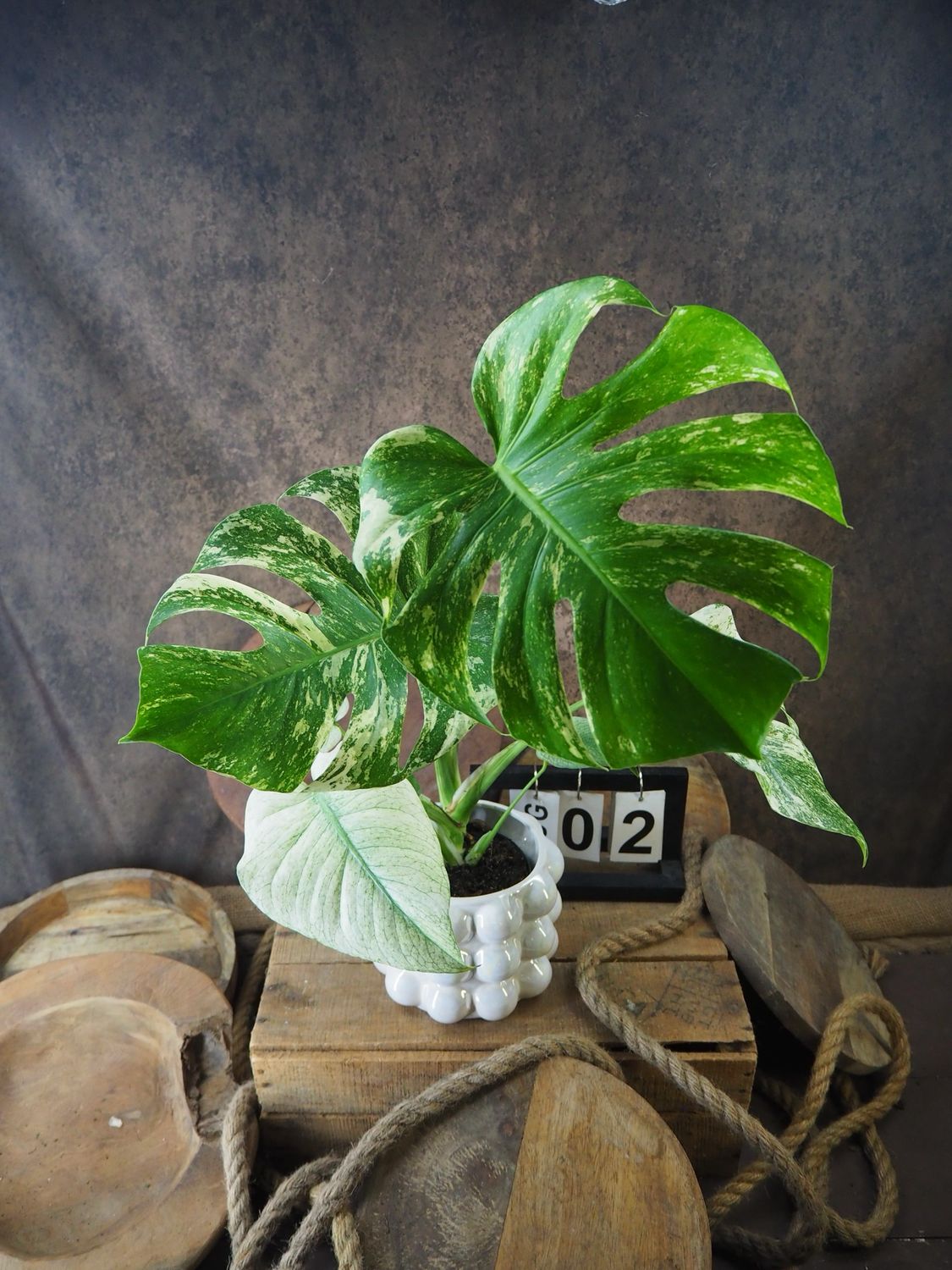 Monstera Deliciosa Mint Variegata #II