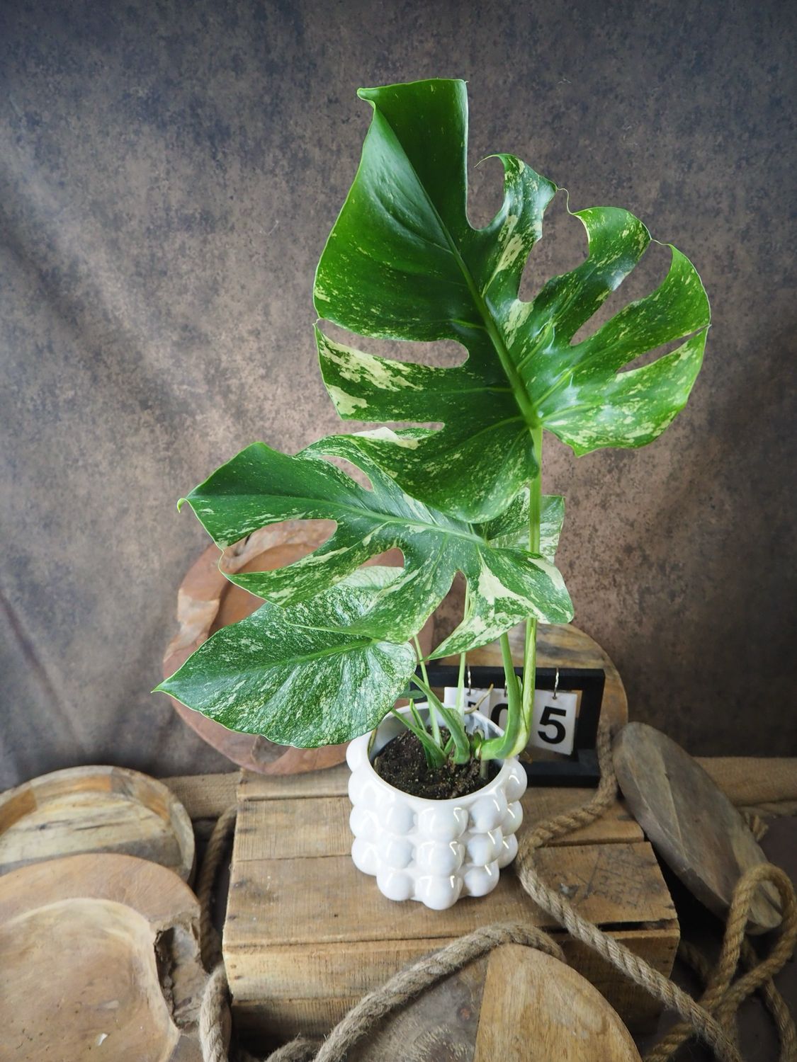 Monstera Deliciosa Mint Variegata #V