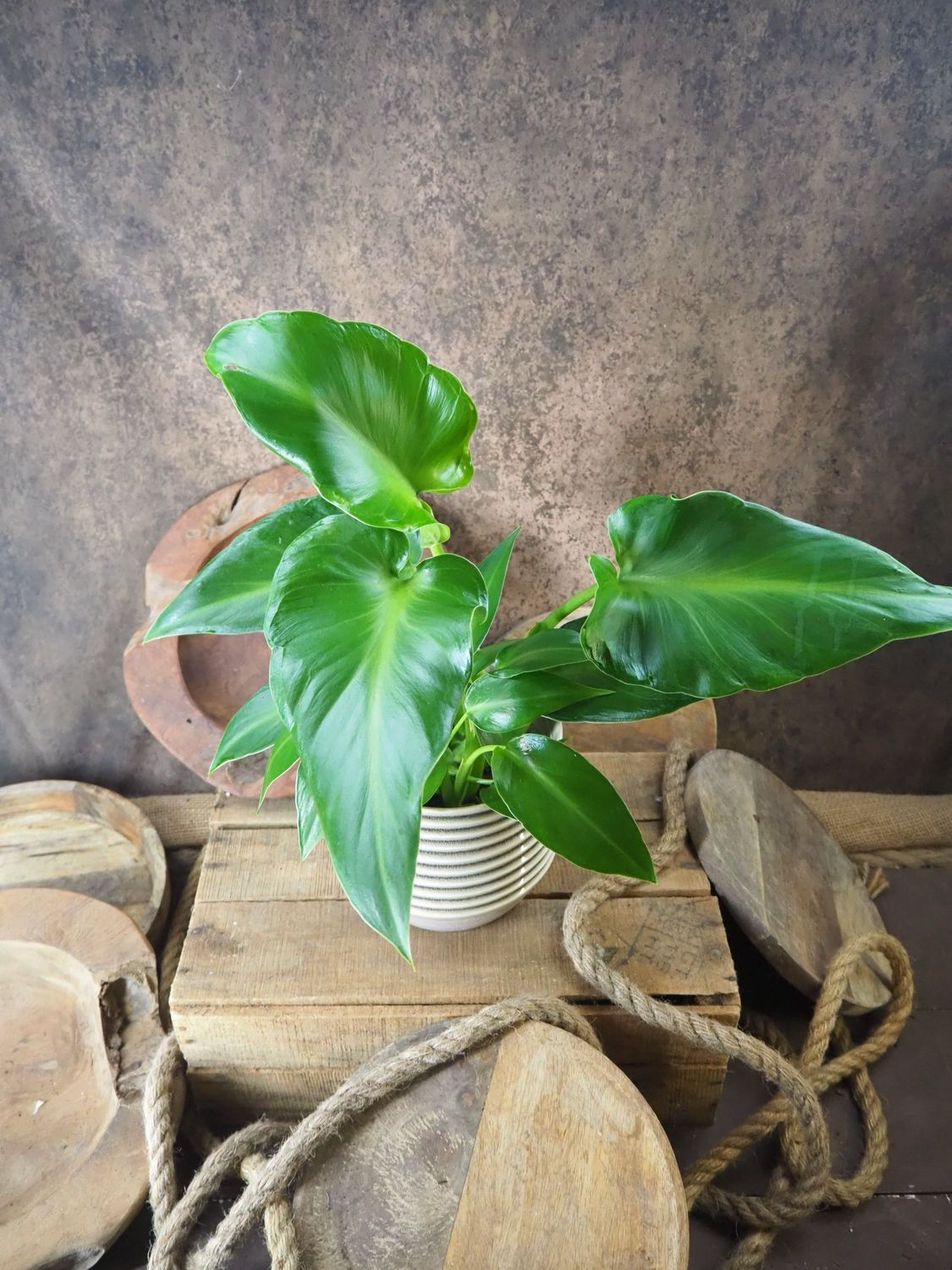 Philodendron rugosum aberrant