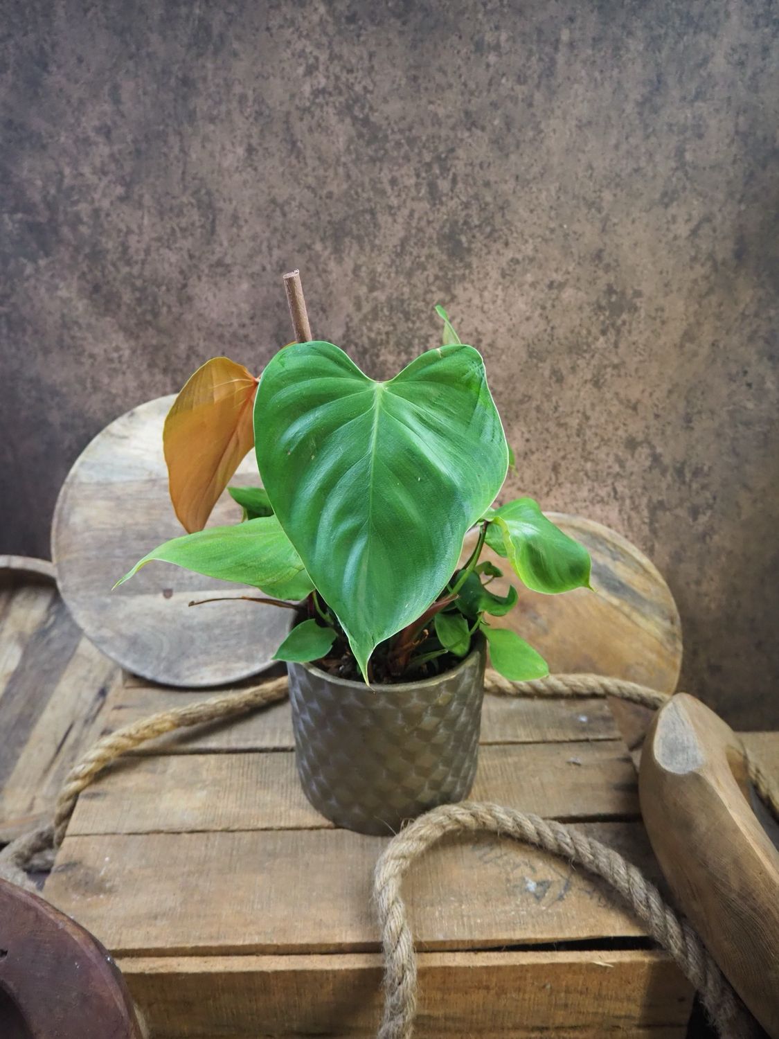Philodendron lynamii