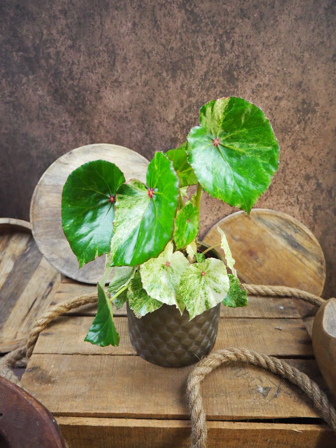 Begonia Rouge Variegata