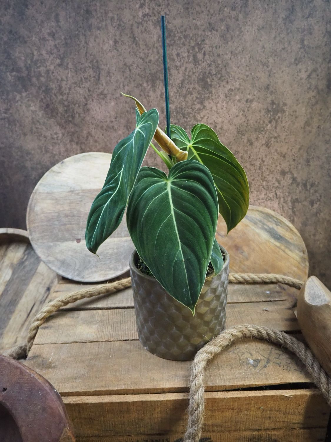 Philodendron Melanochrysum