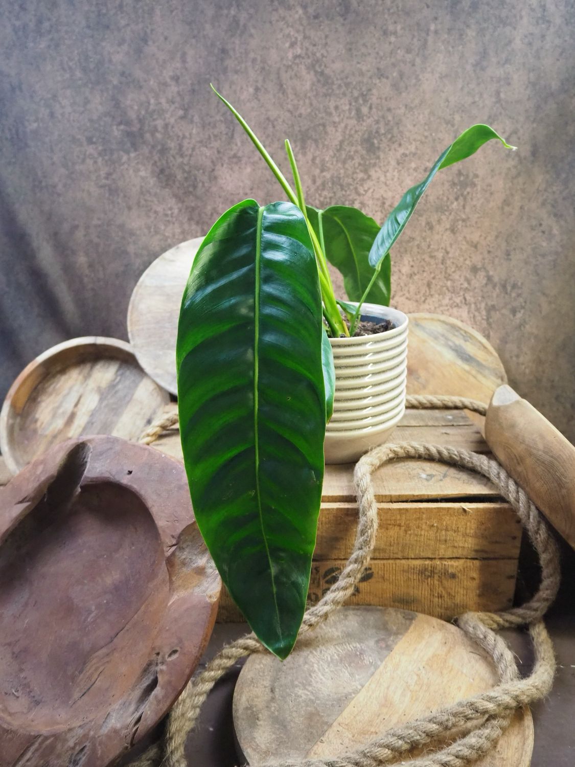 Philodendron patriciae