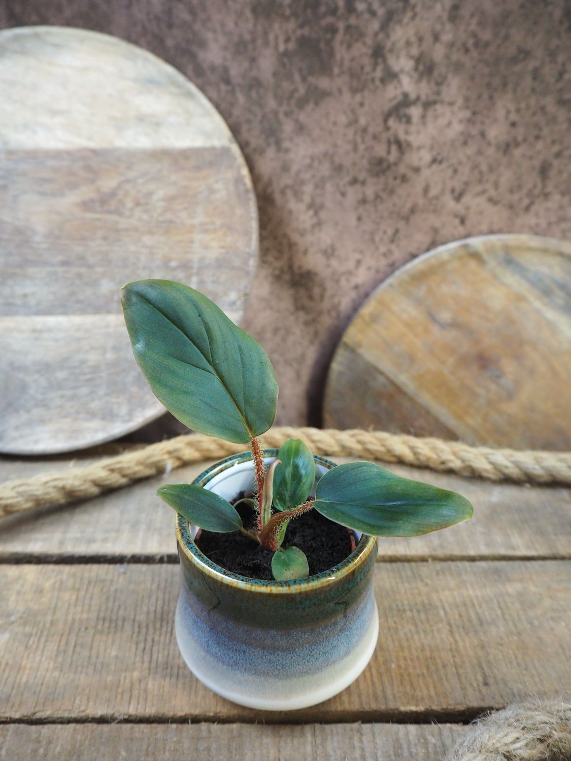 Philodendron Squamicaule Blushing Bby