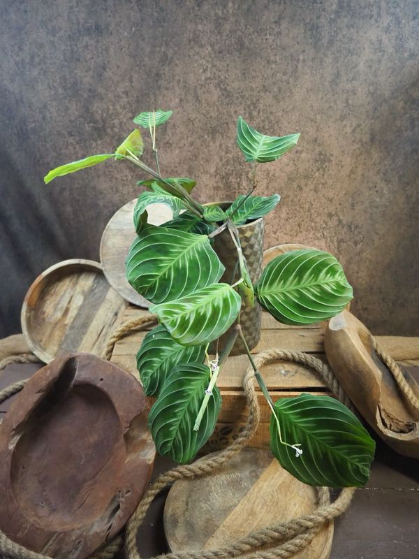 Maranta Cat Moustache