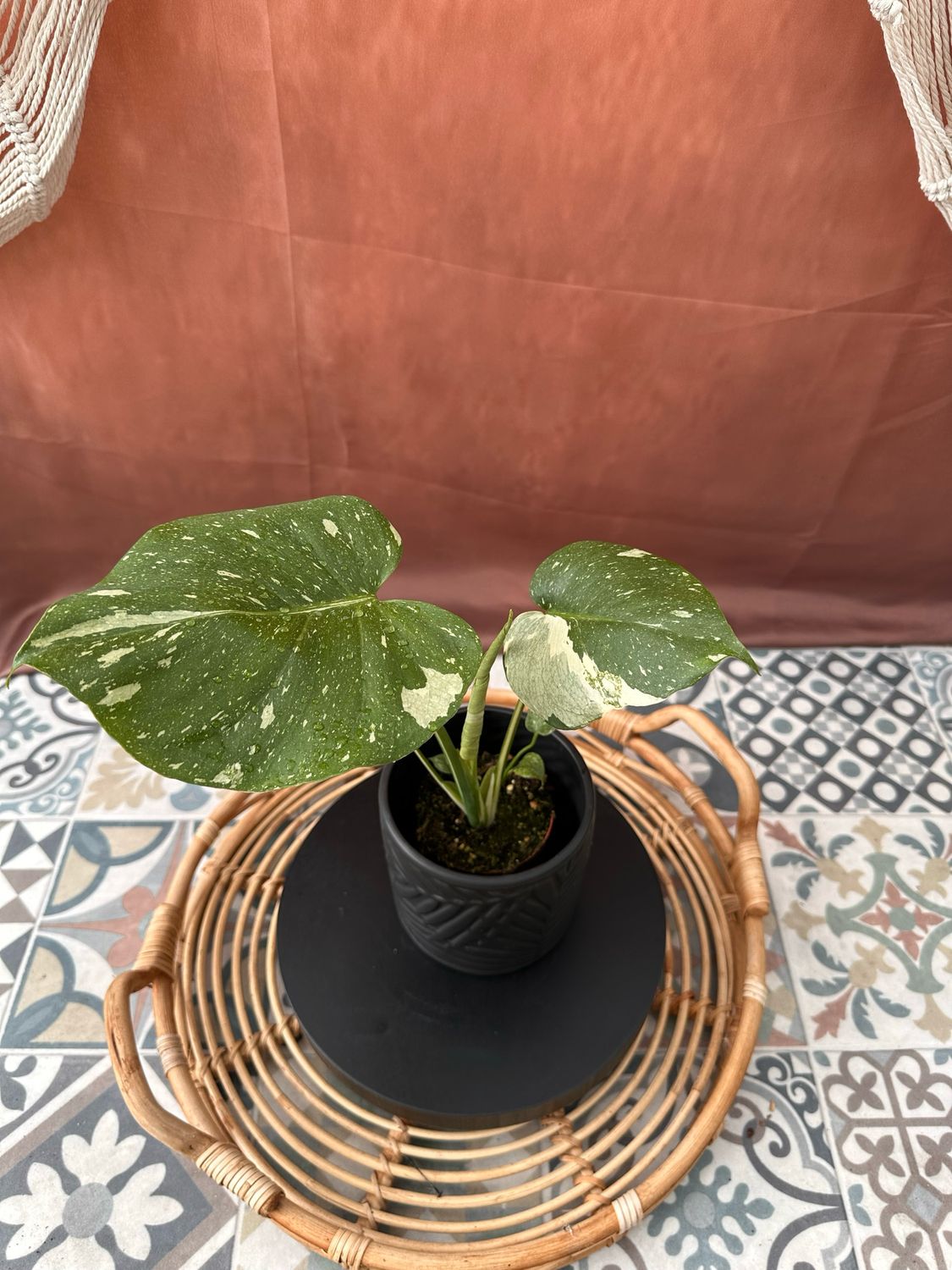 Monstera Thai Constellation S #1