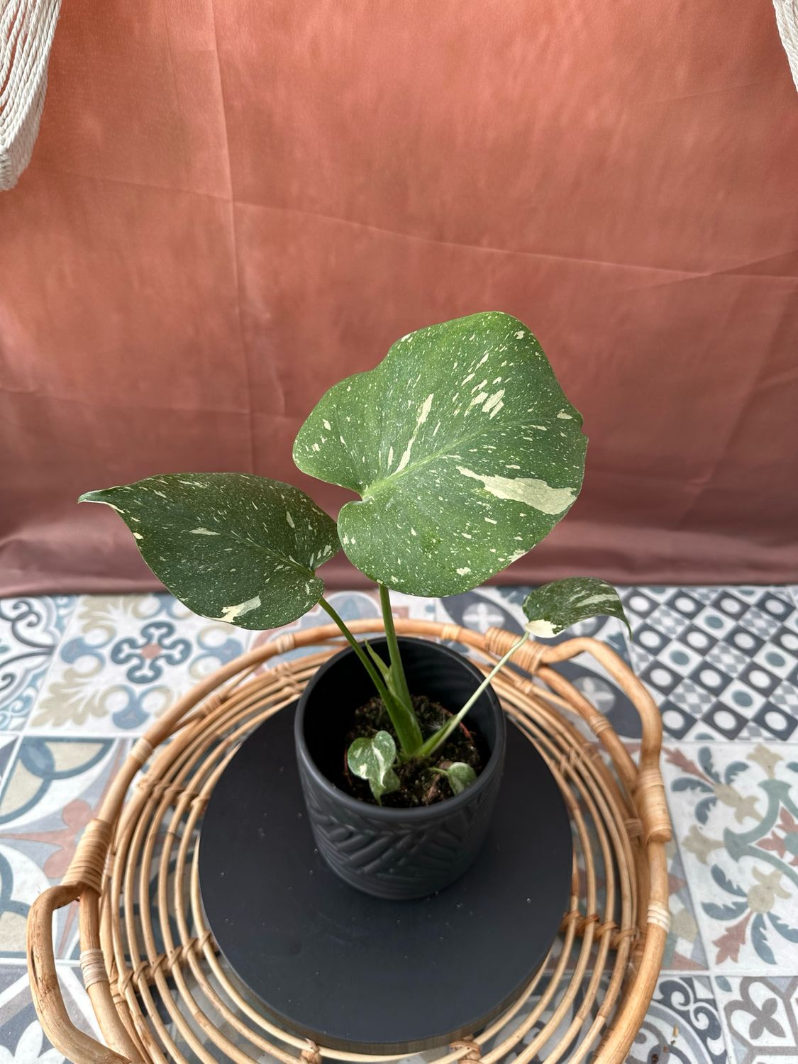 Monstera Thai Constellation S #4