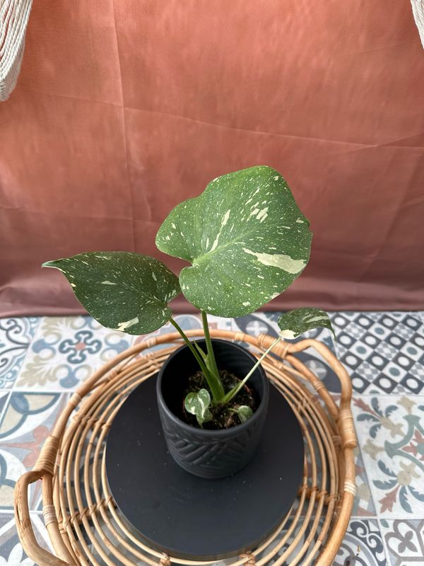 Monstera Thai Constellation S #4