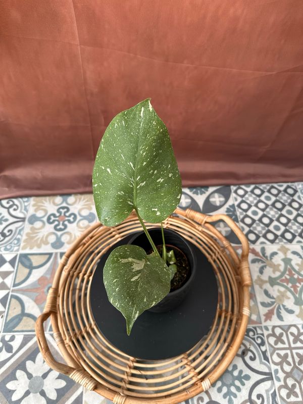 Monstera Thai Constellation S #9