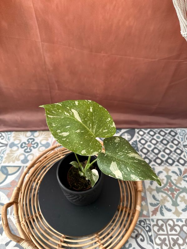 Monstera Thai Constellation S #7