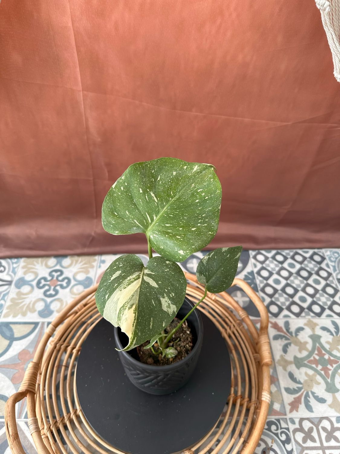 Monstera Thai Constellation S #11
