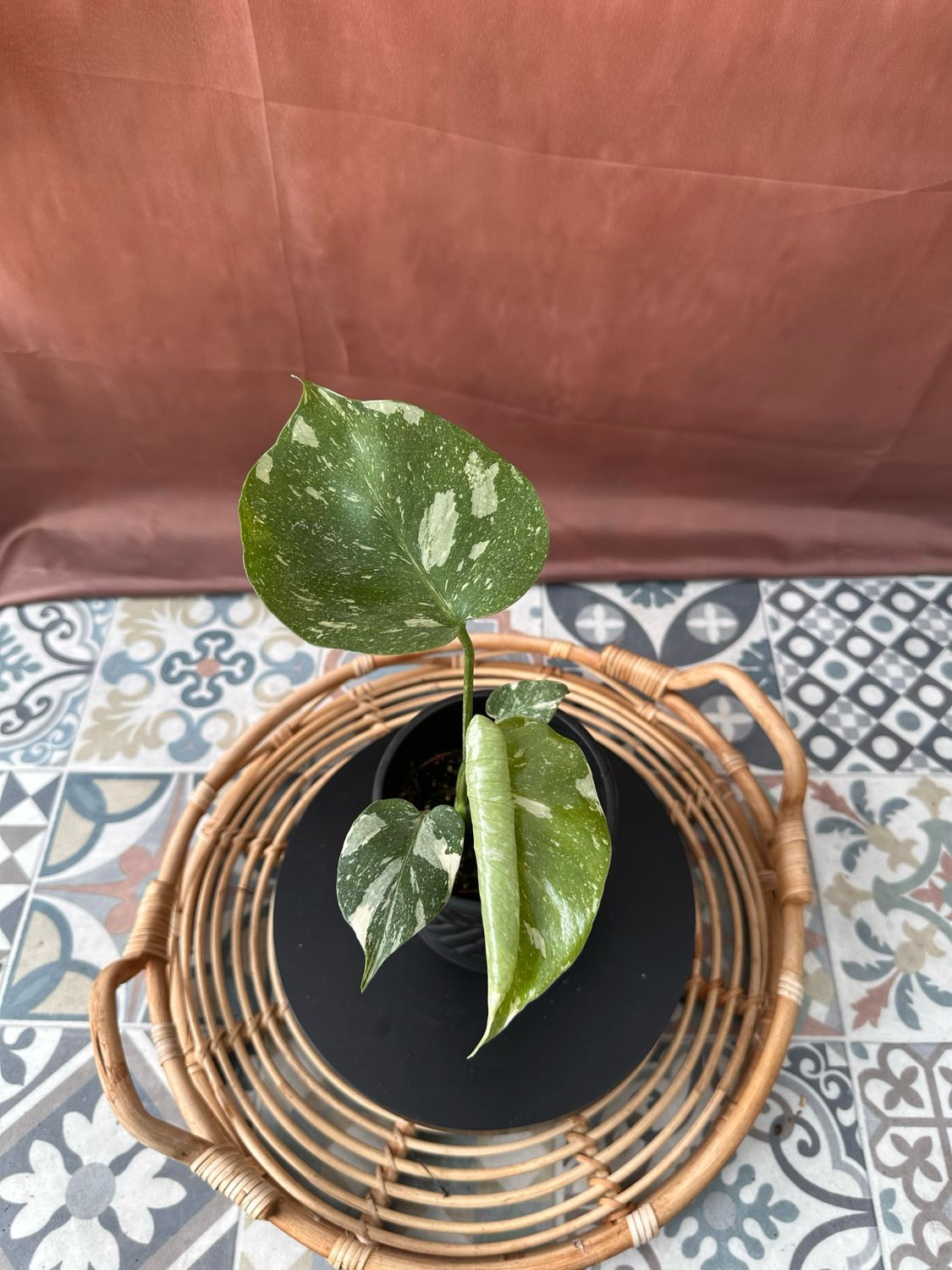 Monstera Thai Constellation S #8