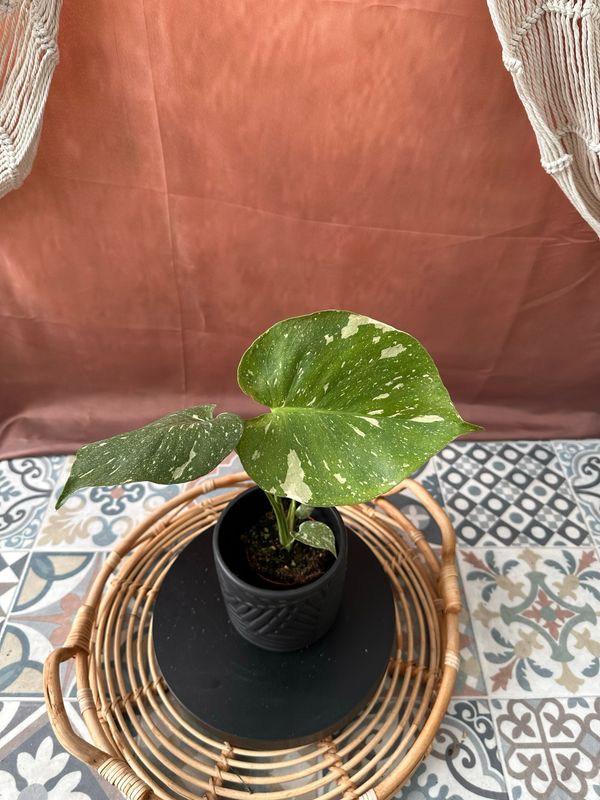 Monstera Thai Constellation S #10