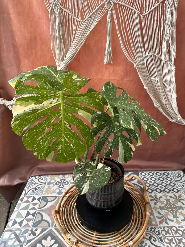 Monstera Thai Constellation #I