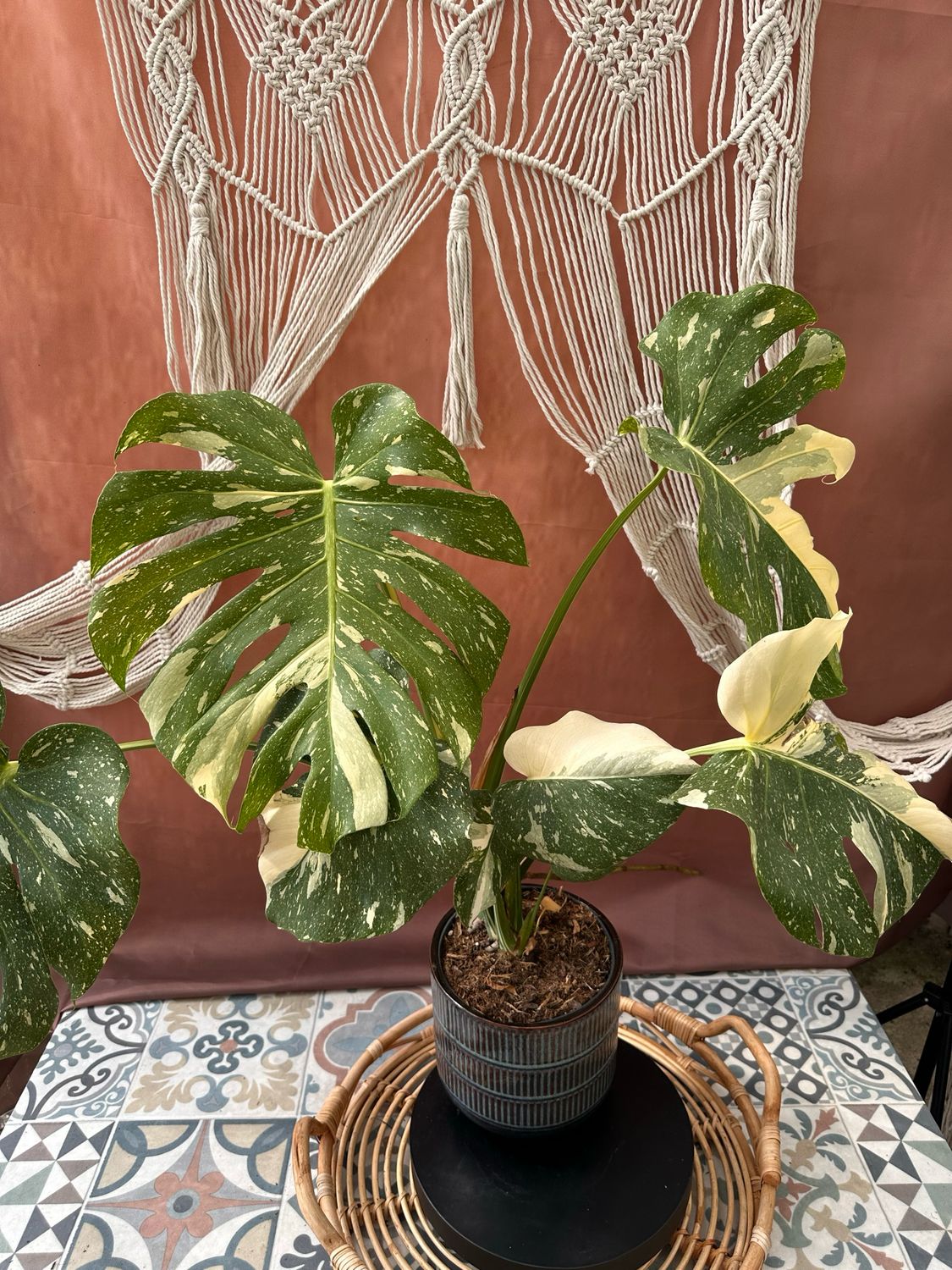 Monstera Thai Constellation #IV