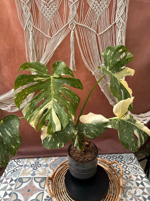 Monstera Thai Constellation #IV