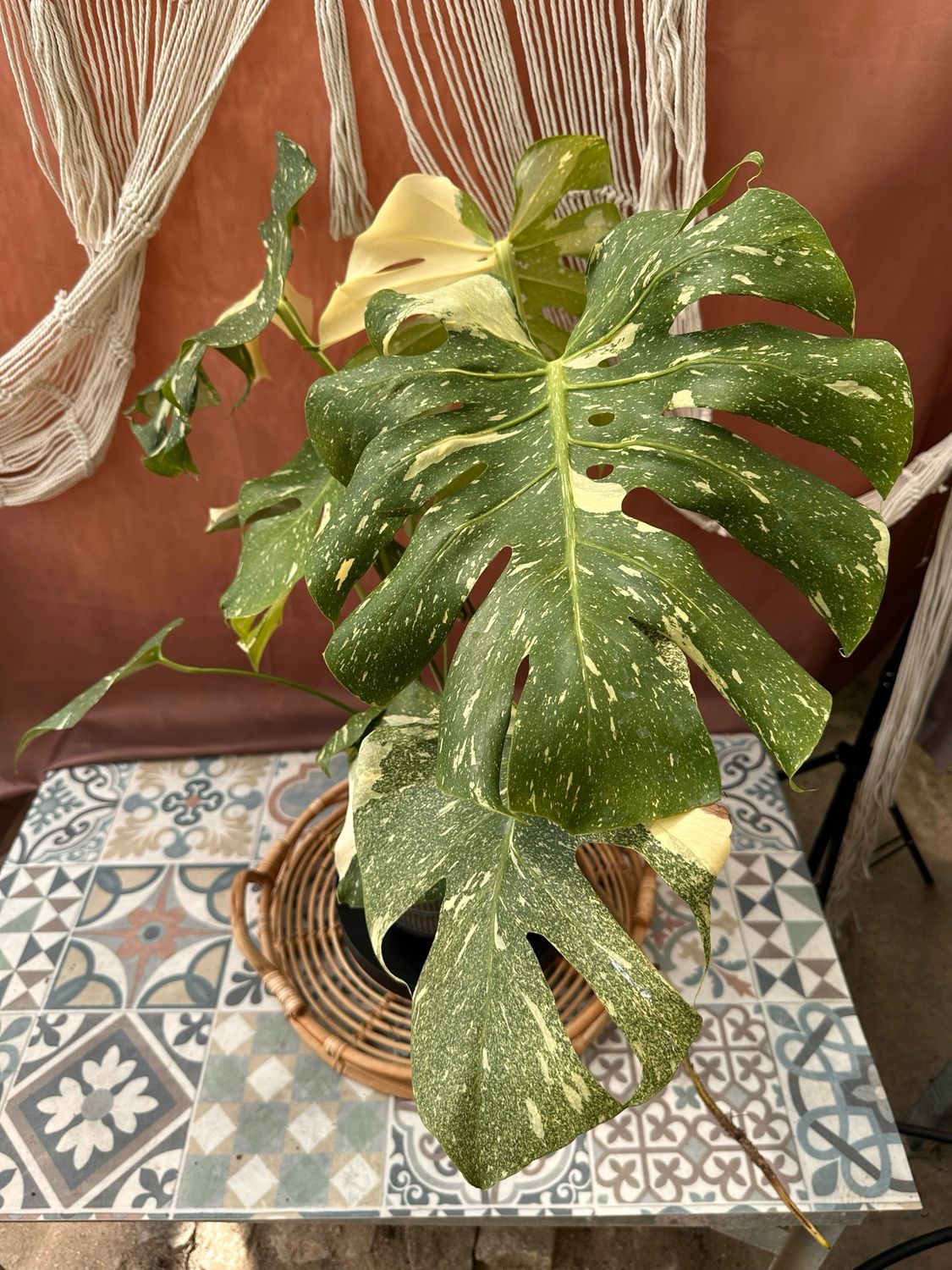 Monstera Thai Constellation #VI