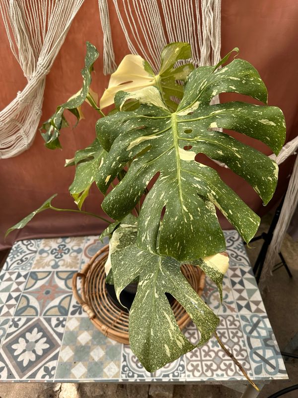 Monstera Thai Constellation #VI