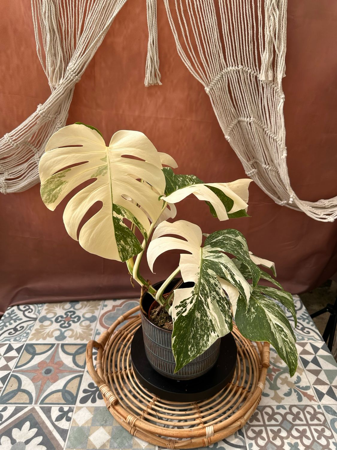 Monstera Deliciosa Albo Variegata #3