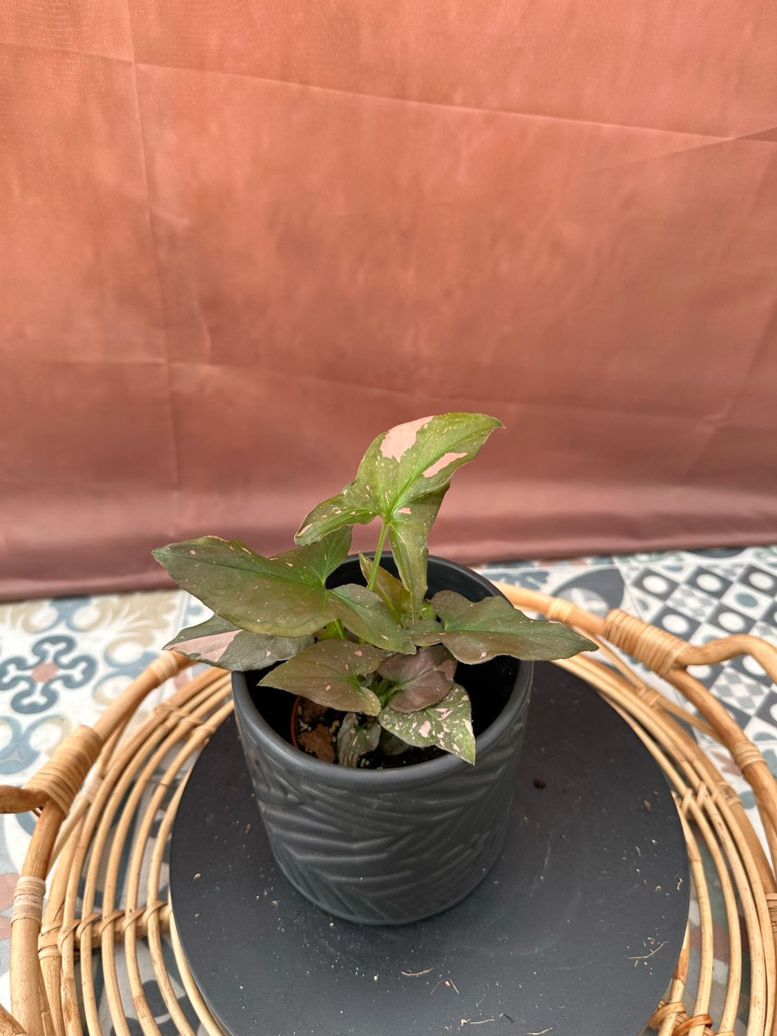 Syngonium Red Spot / Pink Splash
