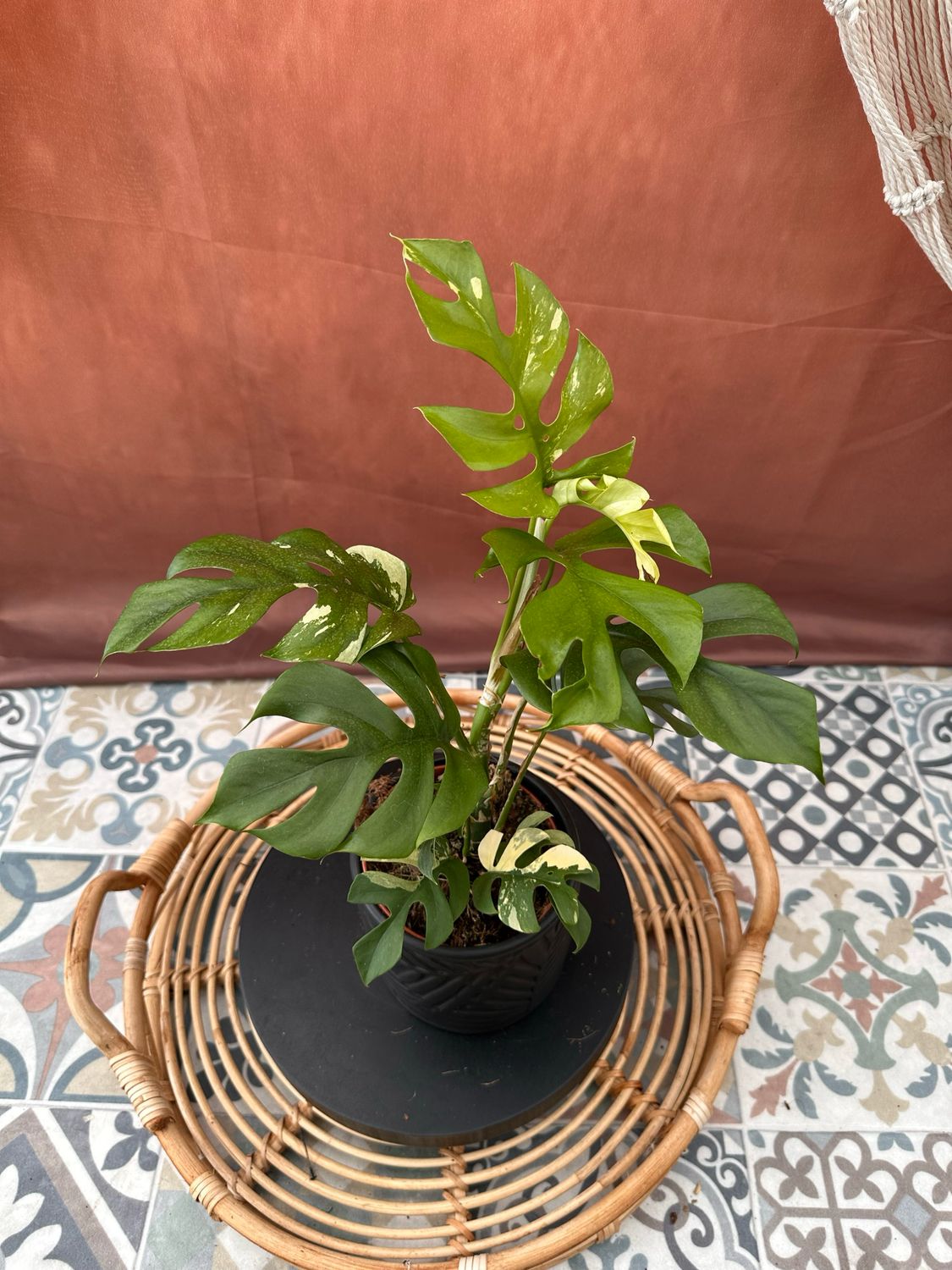 Monstera Minima Albo Variegata - Rhaphidophora tetrasperma #6