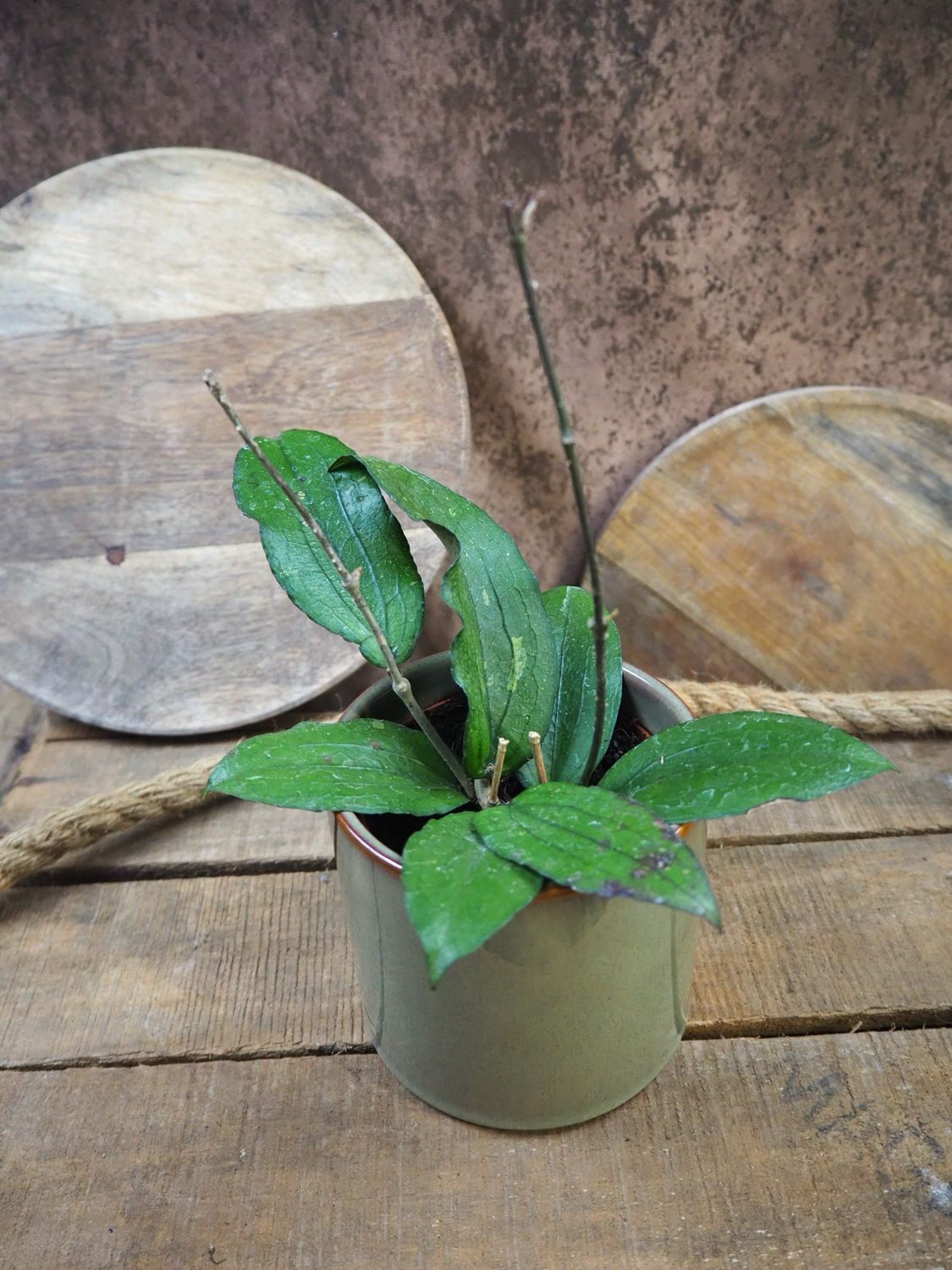 Hoya Erythrina