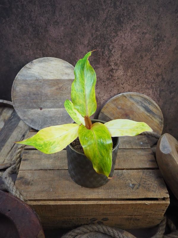 Philodendron Orange Marmelade