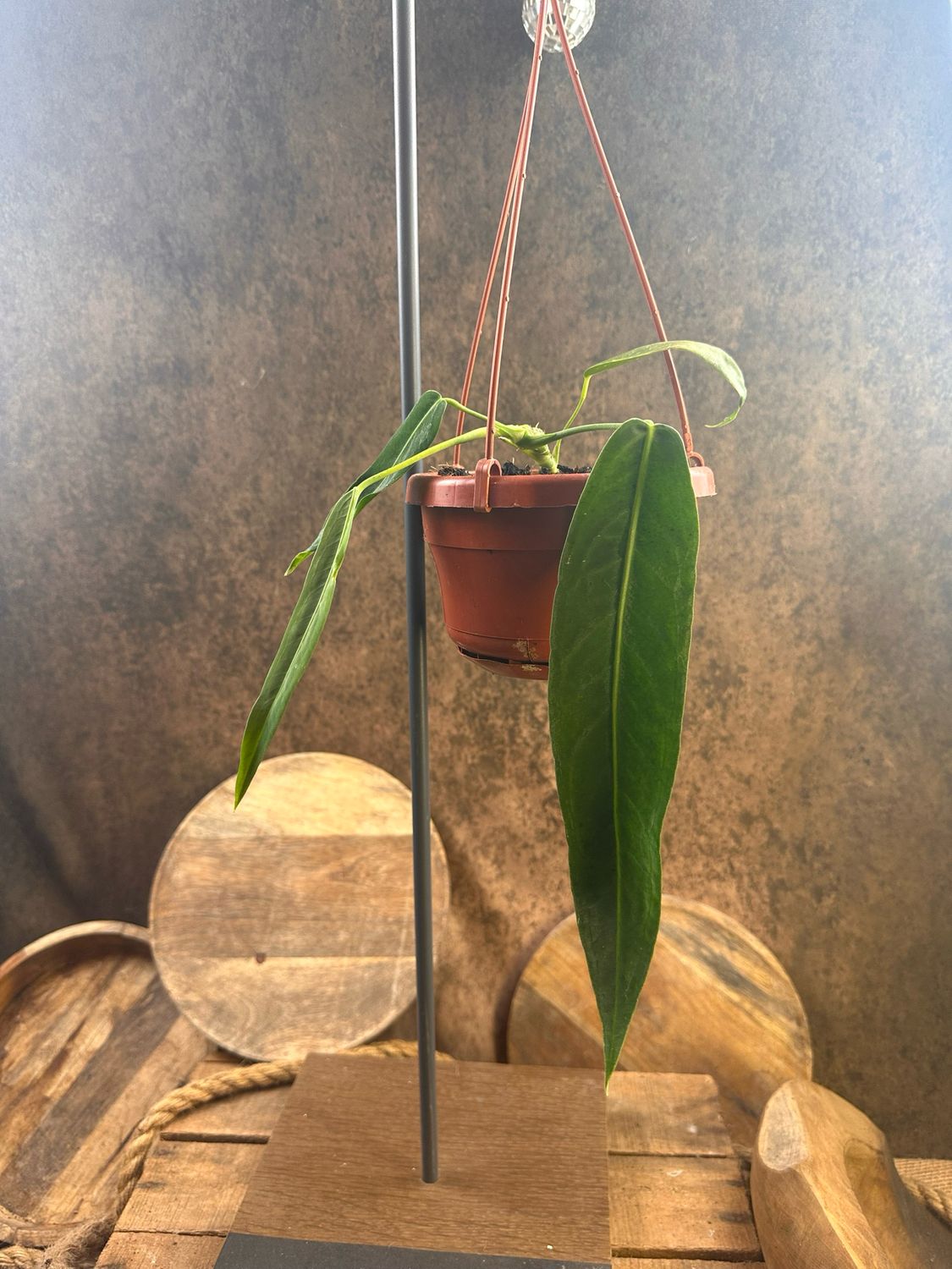 Anthurium pallidiflorum Anthurium pallidiflorum