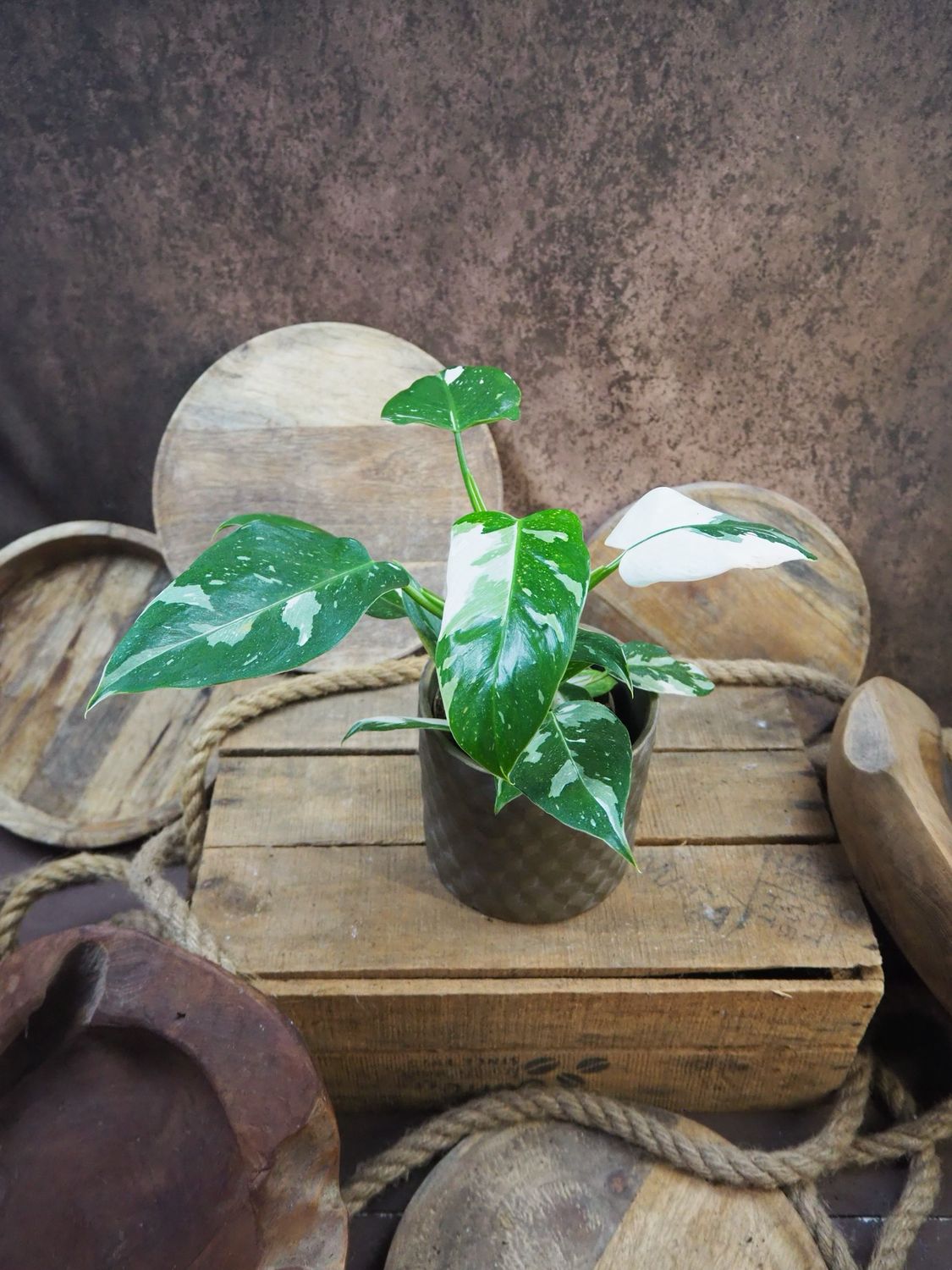 Philodendron White Wizard Philodendron White Wizard