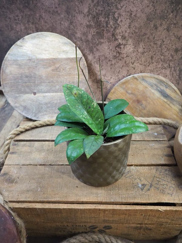 Hoya Aceh