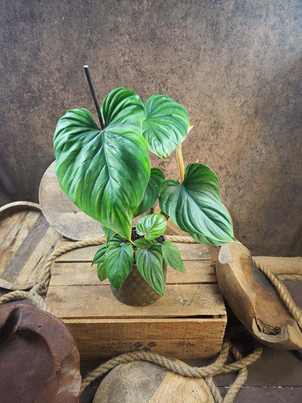 Philodendron Plowmanii Hybrid 