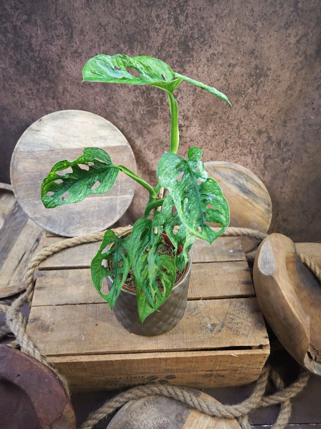 Monstera Adansonii Mint