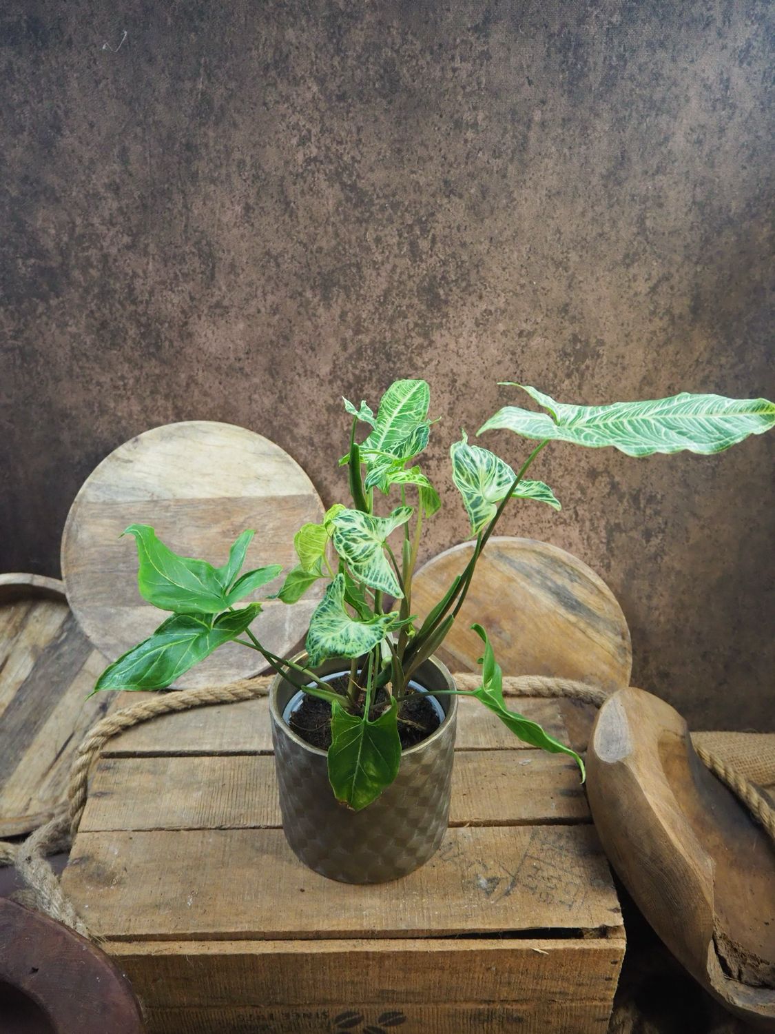 Syngonium Batik Syngonium Batik