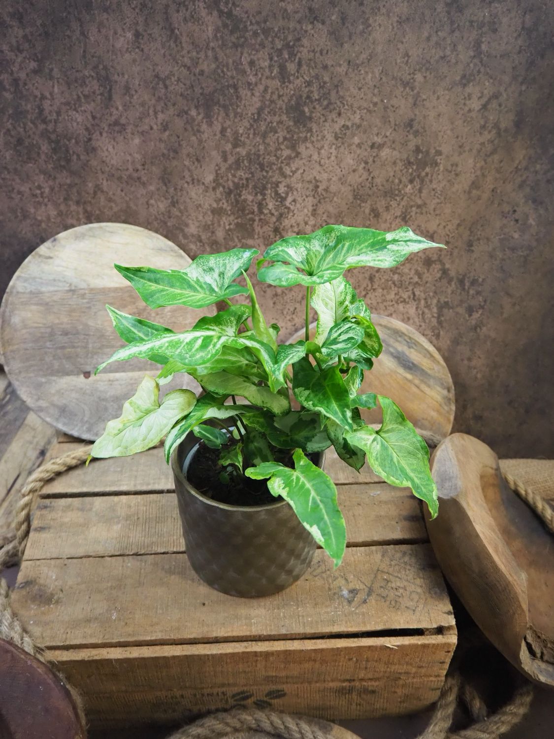 Syngonium Three Kings Syngonium Three Kings