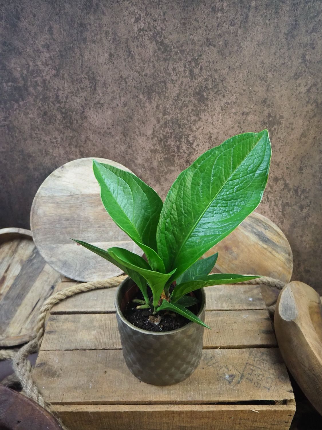 Anthurium Jenmanii Round Form Anthurium Jenmanii Round Form