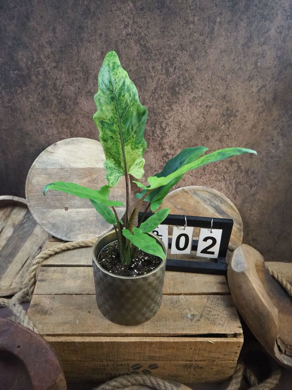 Alocasia Lauterbachiana Variegata #2 Alocasia Lauterbachiana Variegata #2