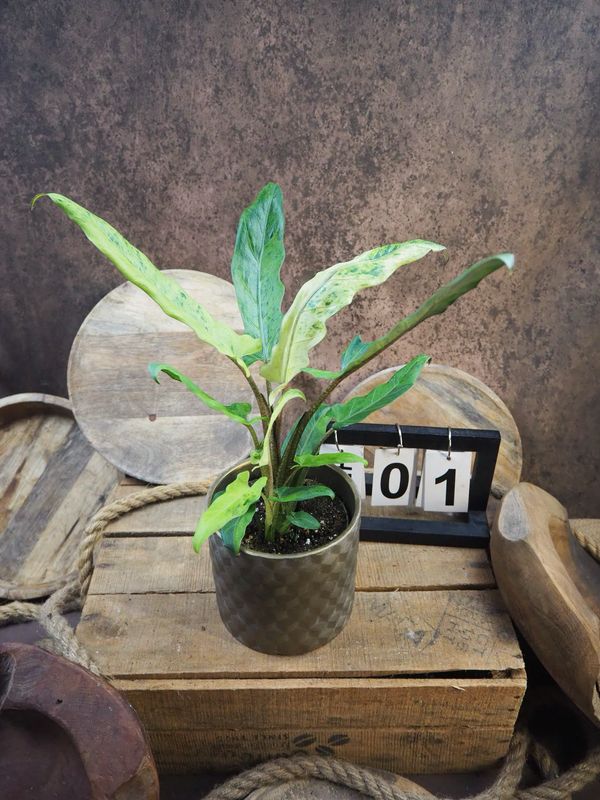 Alocasia Lauterbachiana Variegata #1 Alocasia Lauterbachiana Variegata #1