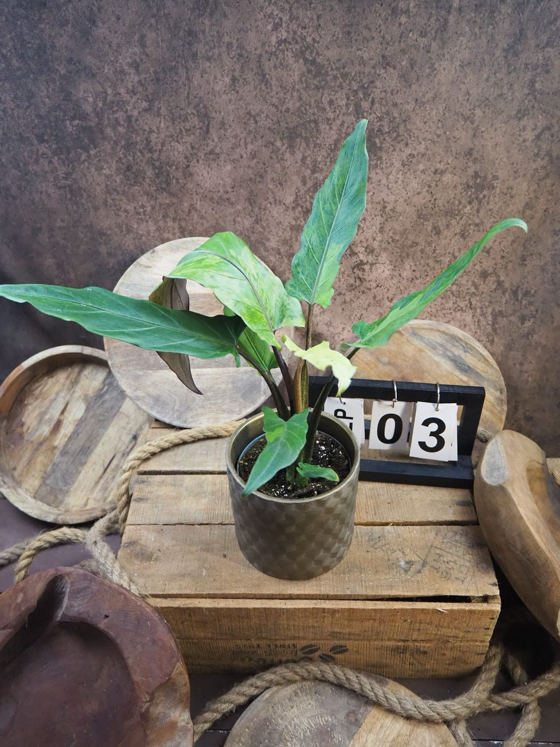 Alocasia Lauterbachiana Variegata #3 Alocasia Lauterbachiana Variegata #3