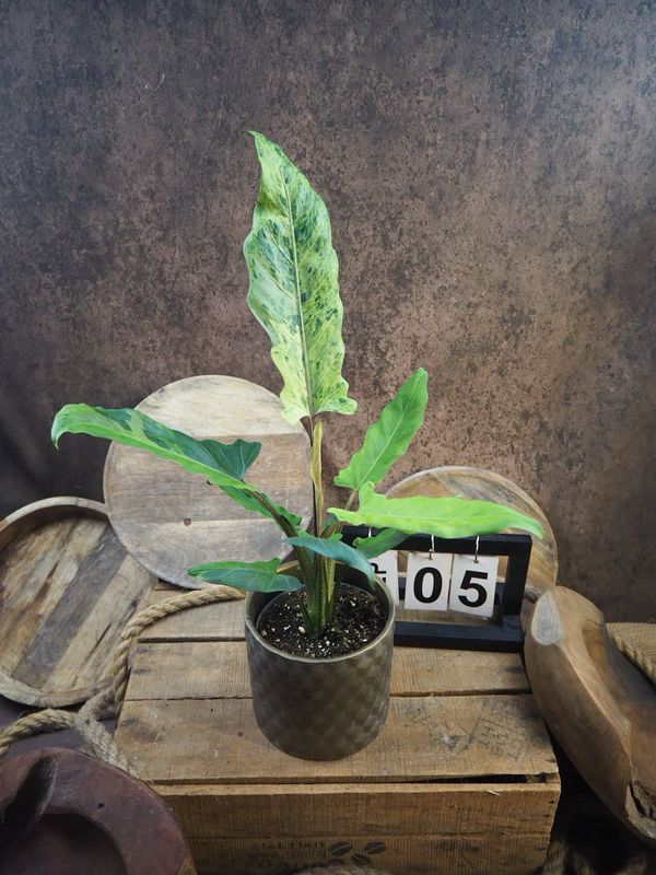 Alocasia Lauterbachiana Variegata #5 Alocasia Lauterbachiana Variegata #5