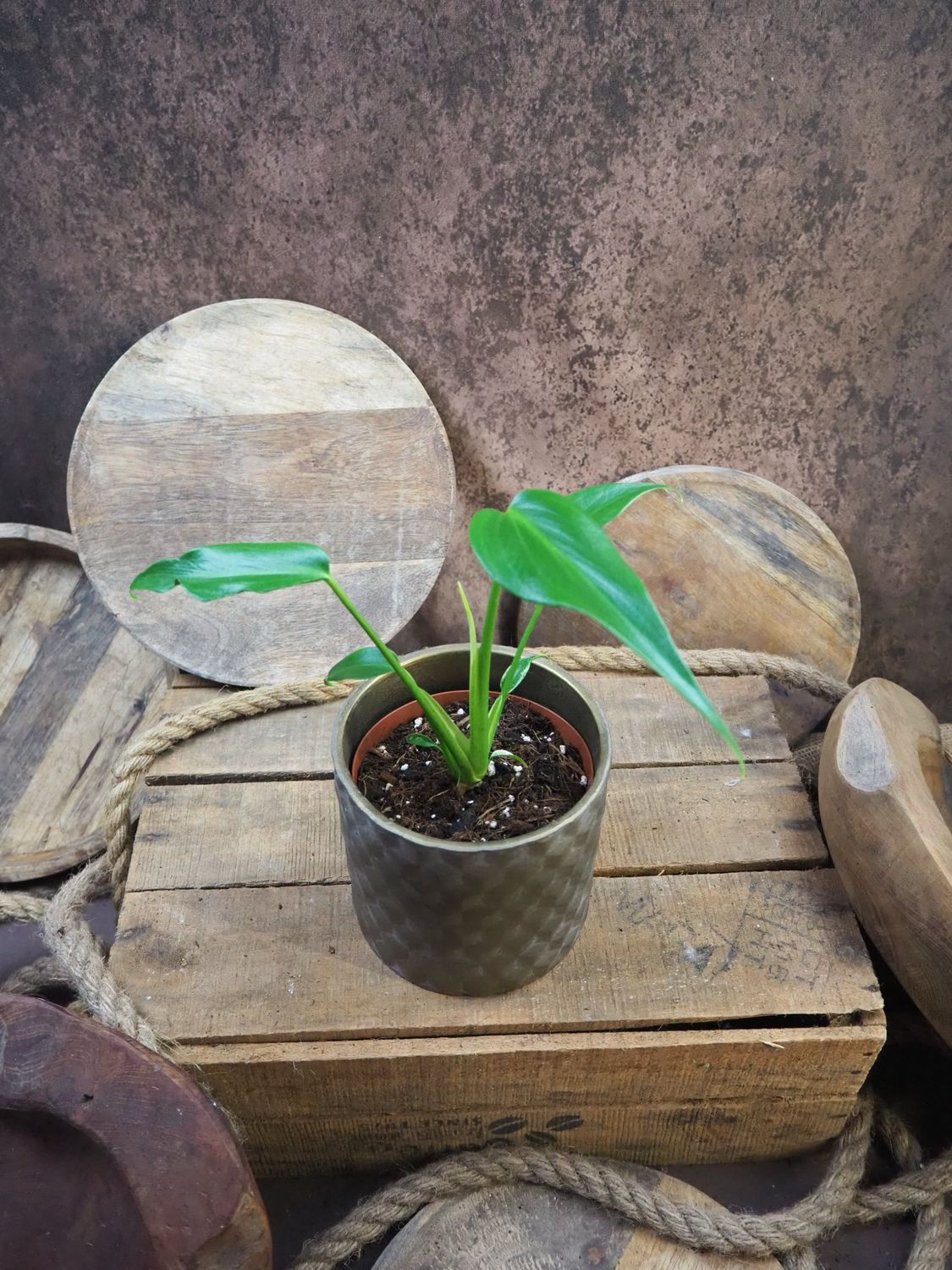 Monstera Burle Marx Flame M