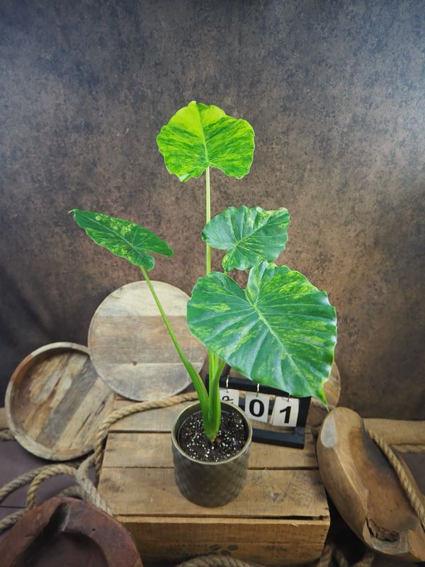 Alocasia gageana Aurea XL #1