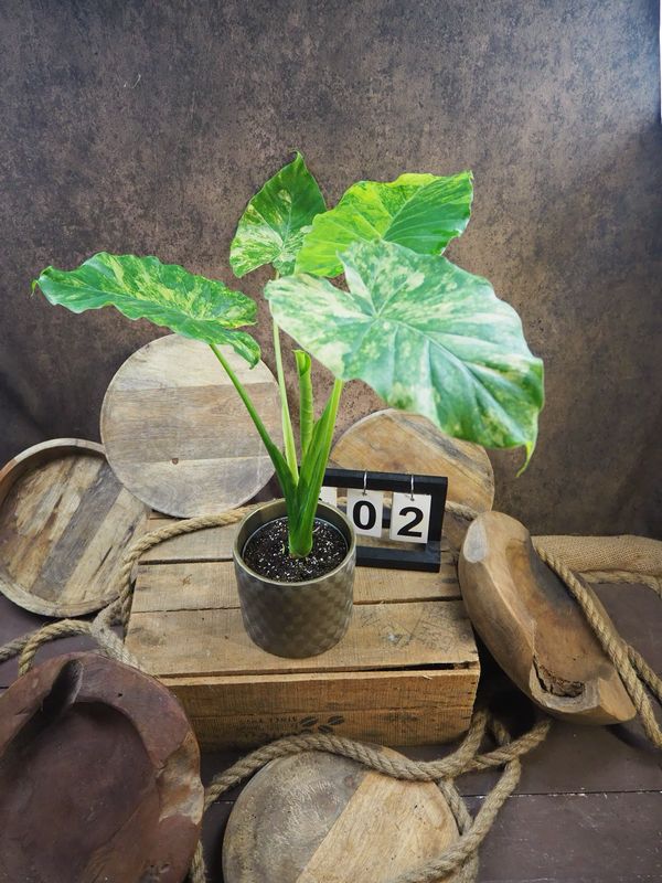 Alocasia gageana Aurea XL #2