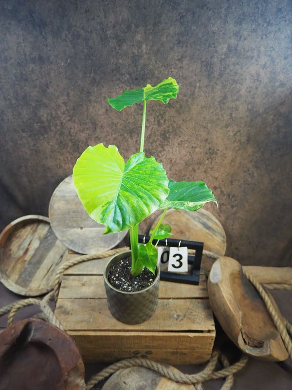 Alocasia gageana Aurea XL #3