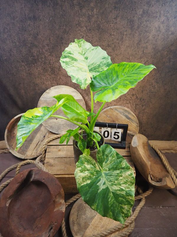 Alocasia gageana Aurea XL #5