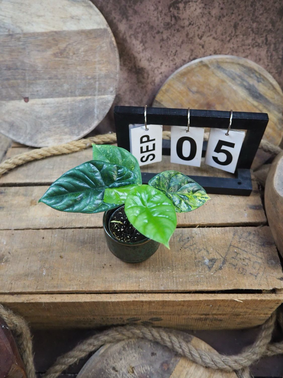 Alocasia Sinuata Variegata #5 Alocasia Sinuata Variegata #5