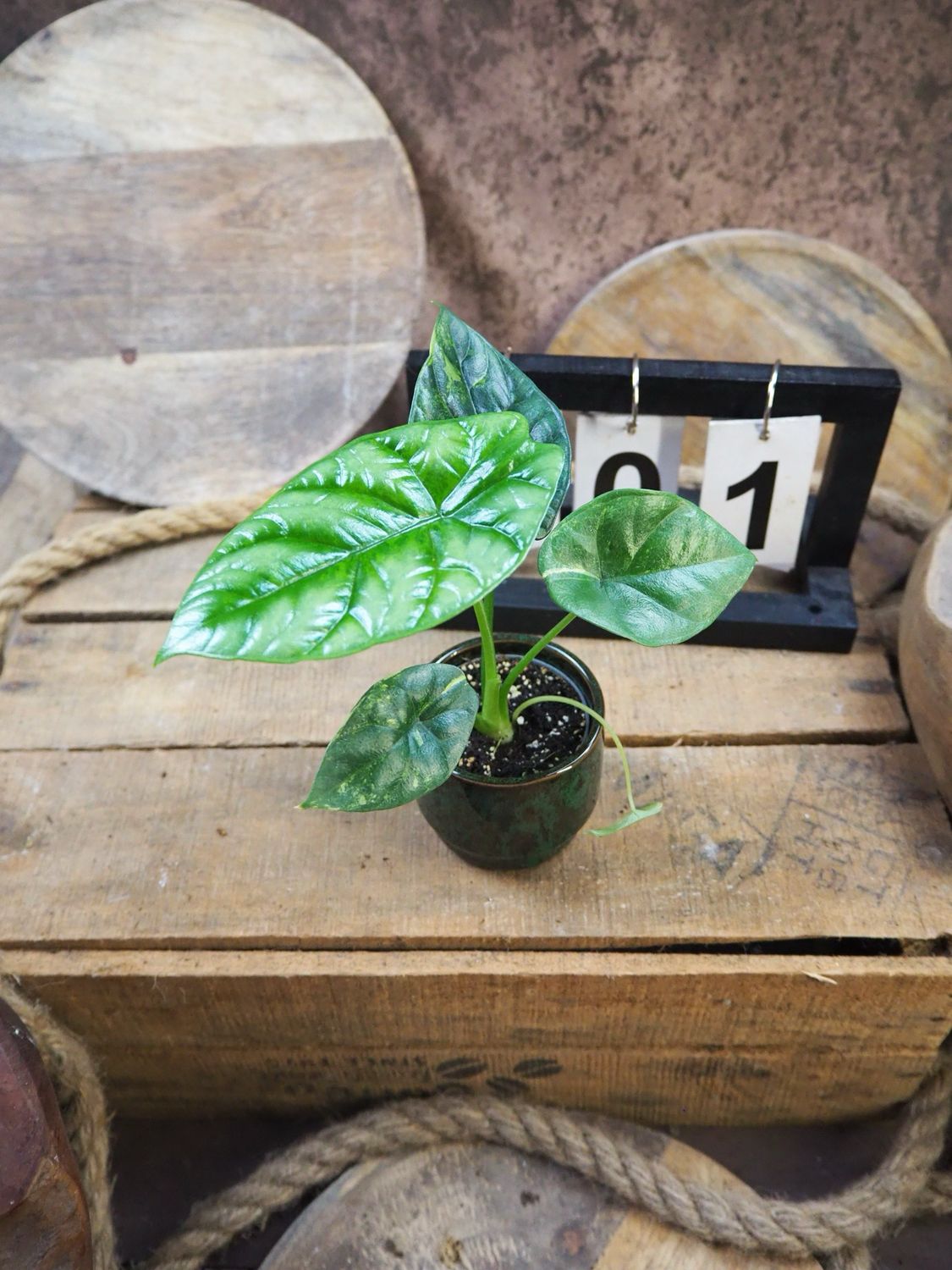 Alocasia Sinuata Variegata #1 Alocasia Sinuata Variegata #1
