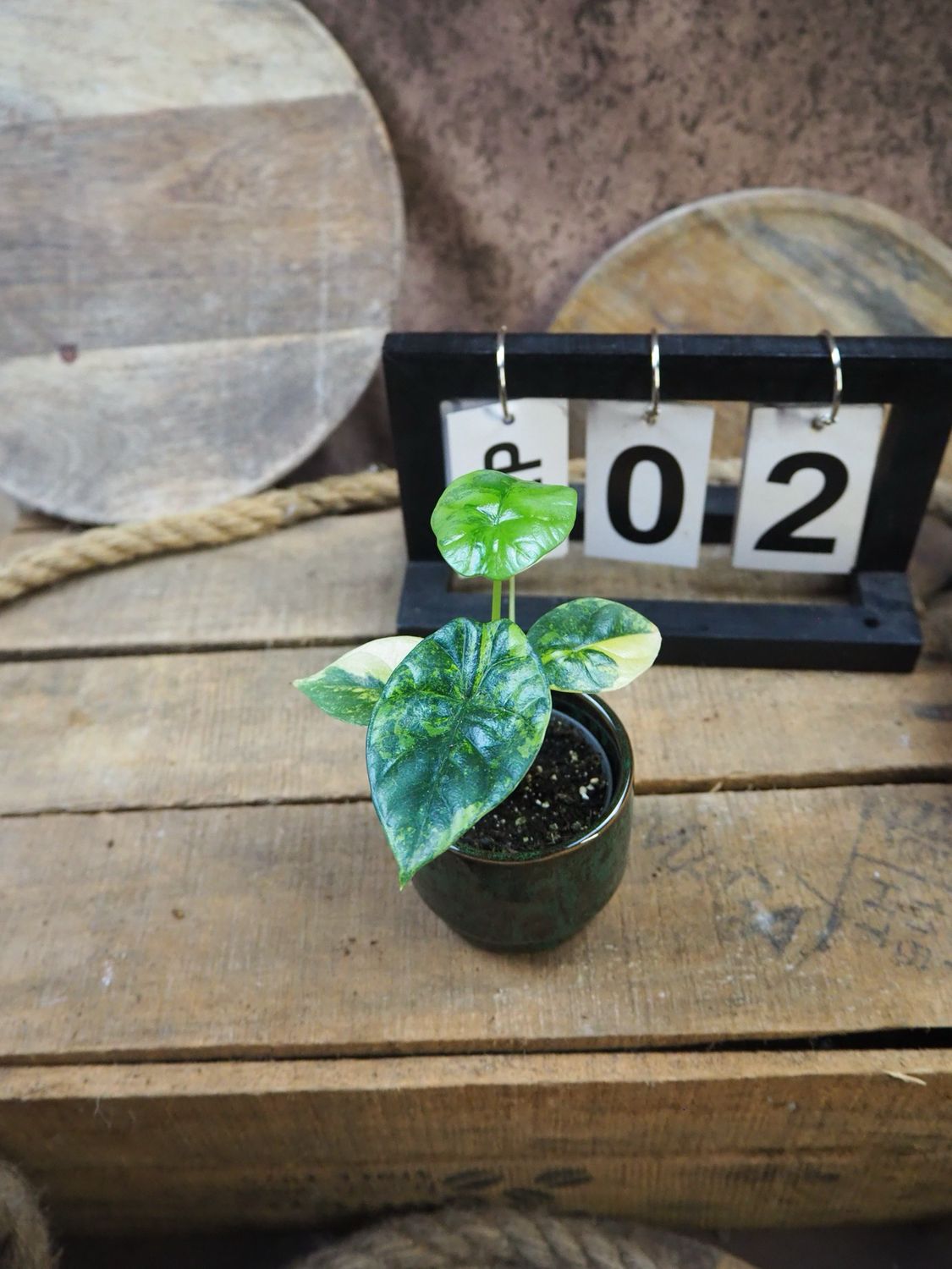 Alocasia Sinuata Variegata #2 Alocasia Sinuata Variegata #2