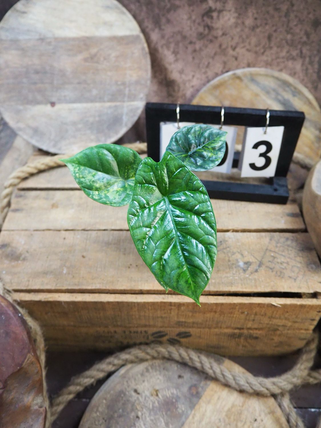 Alocasia Sinuata Variegata #3 Alocasia Sinuata Variegata #3